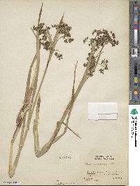 Scirpus microcarpus image