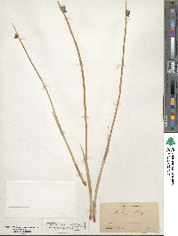 Schoenoplectus americanus image