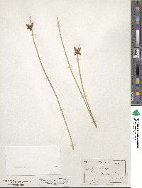 Schoenoplectus americanus image