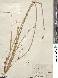 Schoenoplectus americanus image