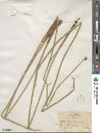 Schoenoplectus americanus image