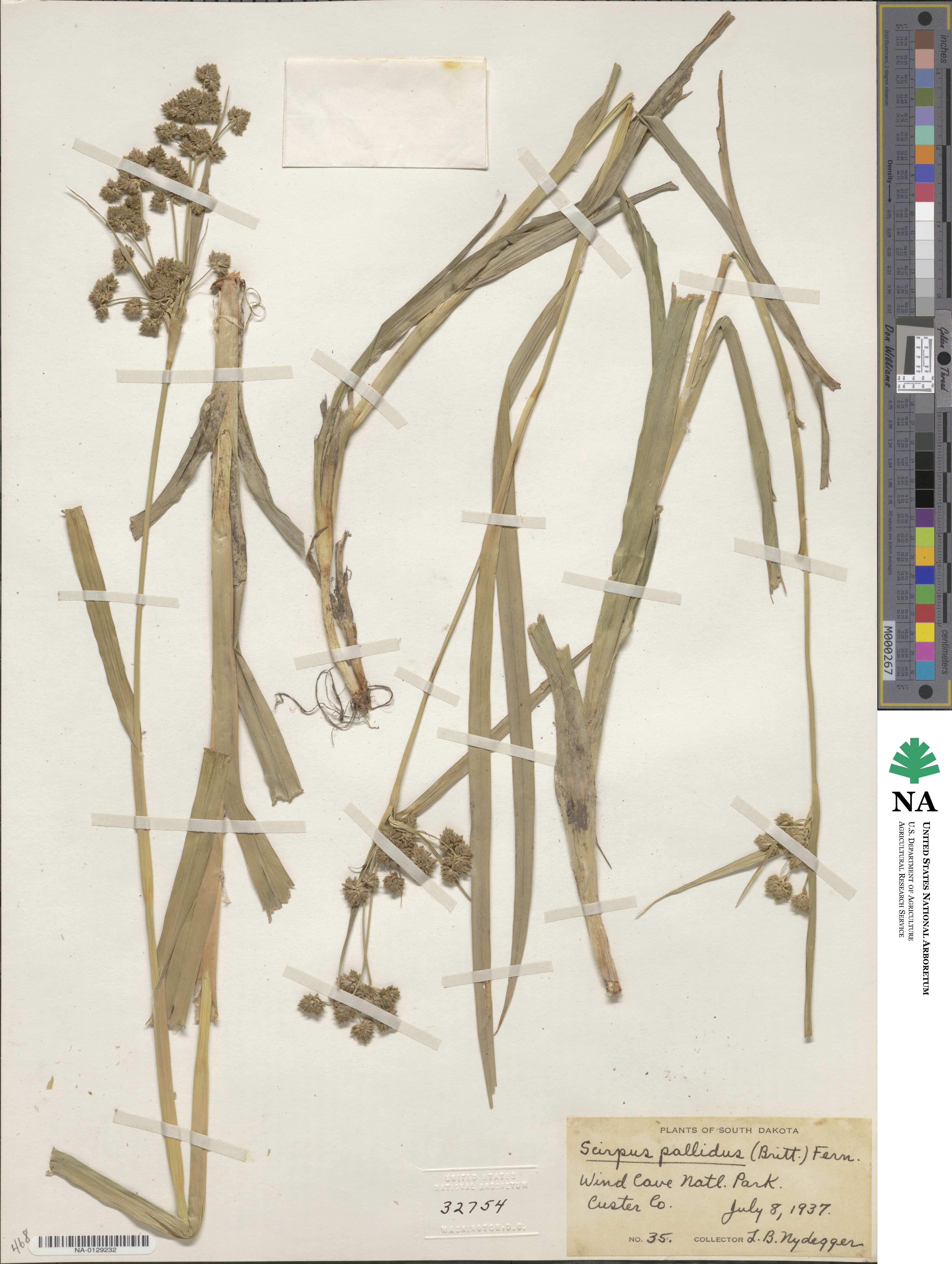 Scirpus pallidus image
