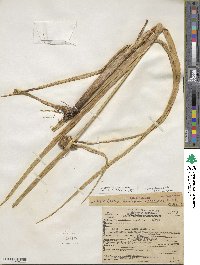 Bolboschoenus maritimus subsp. paludosus image