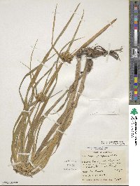 Bolboschoenus maritimus subsp. paludosus image