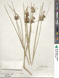 Bolboschoenus maritimus subsp. paludosus image