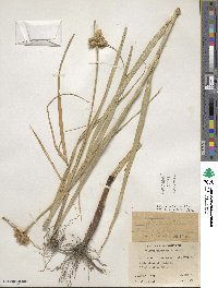 Bolboschoenus maritimus subsp. paludosus image