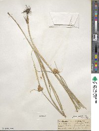 Bolboschoenus maritimus subsp. paludosus image