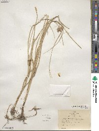 Bolboschoenus maritimus subsp. paludosus image