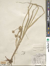 Bolboschoenus maritimus subsp. paludosus image