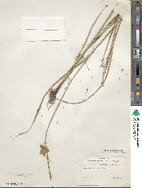 Bolboschoenus maritimus subsp. paludosus image