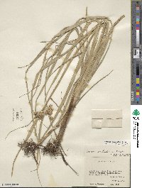 Bolboschoenus maritimus subsp. paludosus image