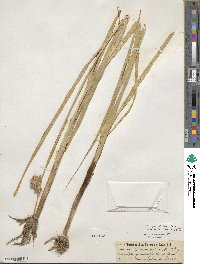 Bolboschoenus maritimus subsp. paludosus image