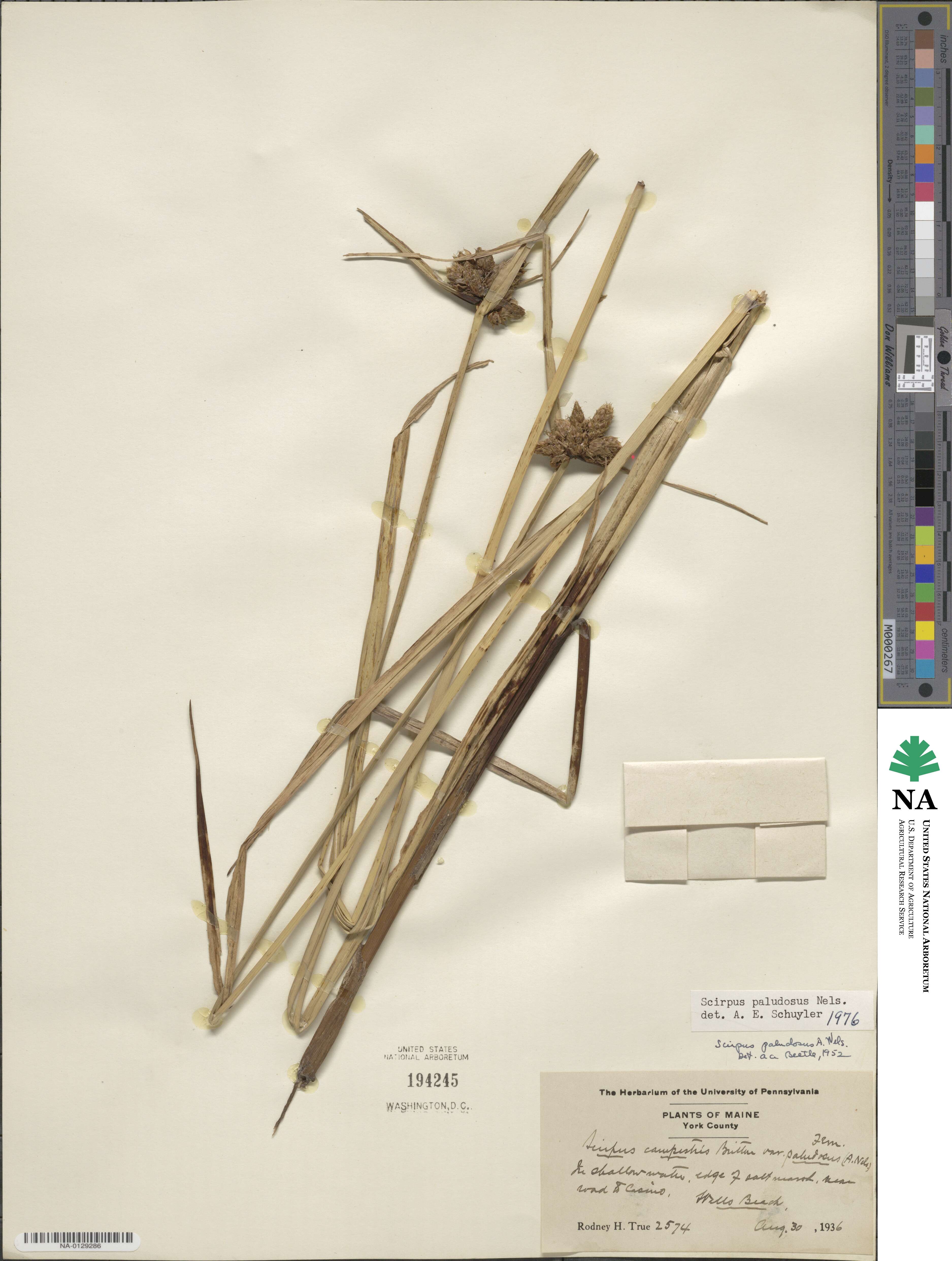 Bolboschoenus maritimus subsp. paludosus image