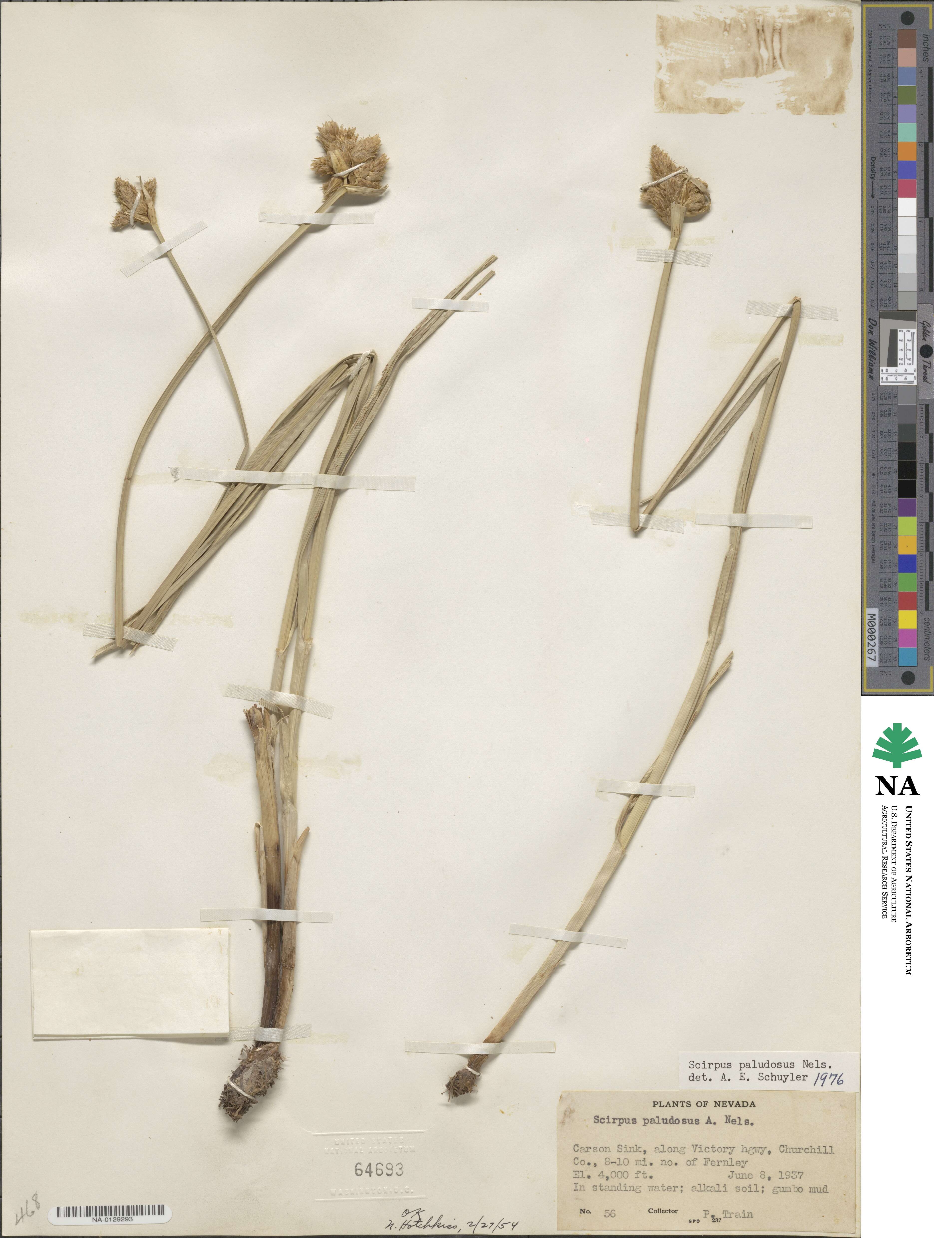 Bolboschoenus maritimus subsp. paludosus image