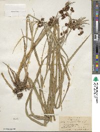 Scirpus polyphyllus image