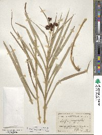 Scirpus polyphyllus image