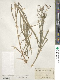 Scirpus polyphyllus image