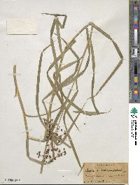 Scirpus polyphyllus image