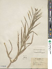 Scirpus polyphyllus image