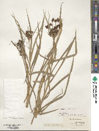 Scirpus polyphyllus image