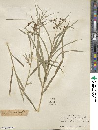 Scirpus polyphyllus image