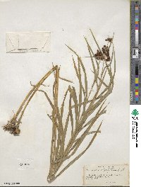 Scirpus polyphyllus image