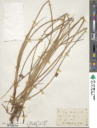 Scirpus pungens image