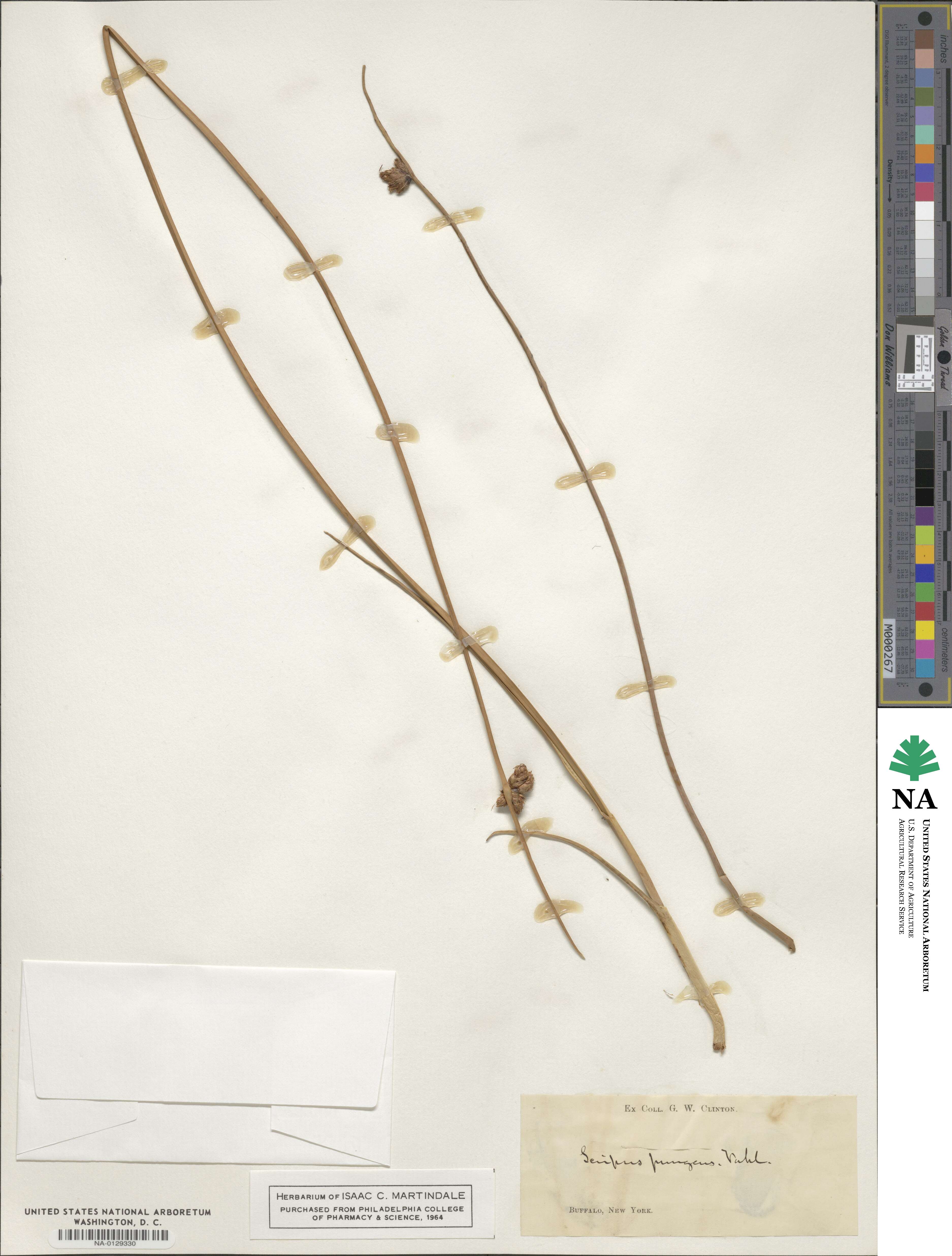 Scirpus pungens image