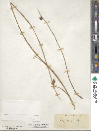 Scirpus pungens image