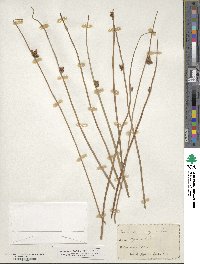 Scirpus pungens image