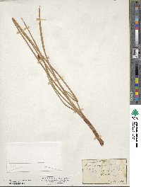 Scirpus pungens image