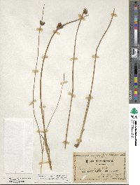 Scirpus pungens image