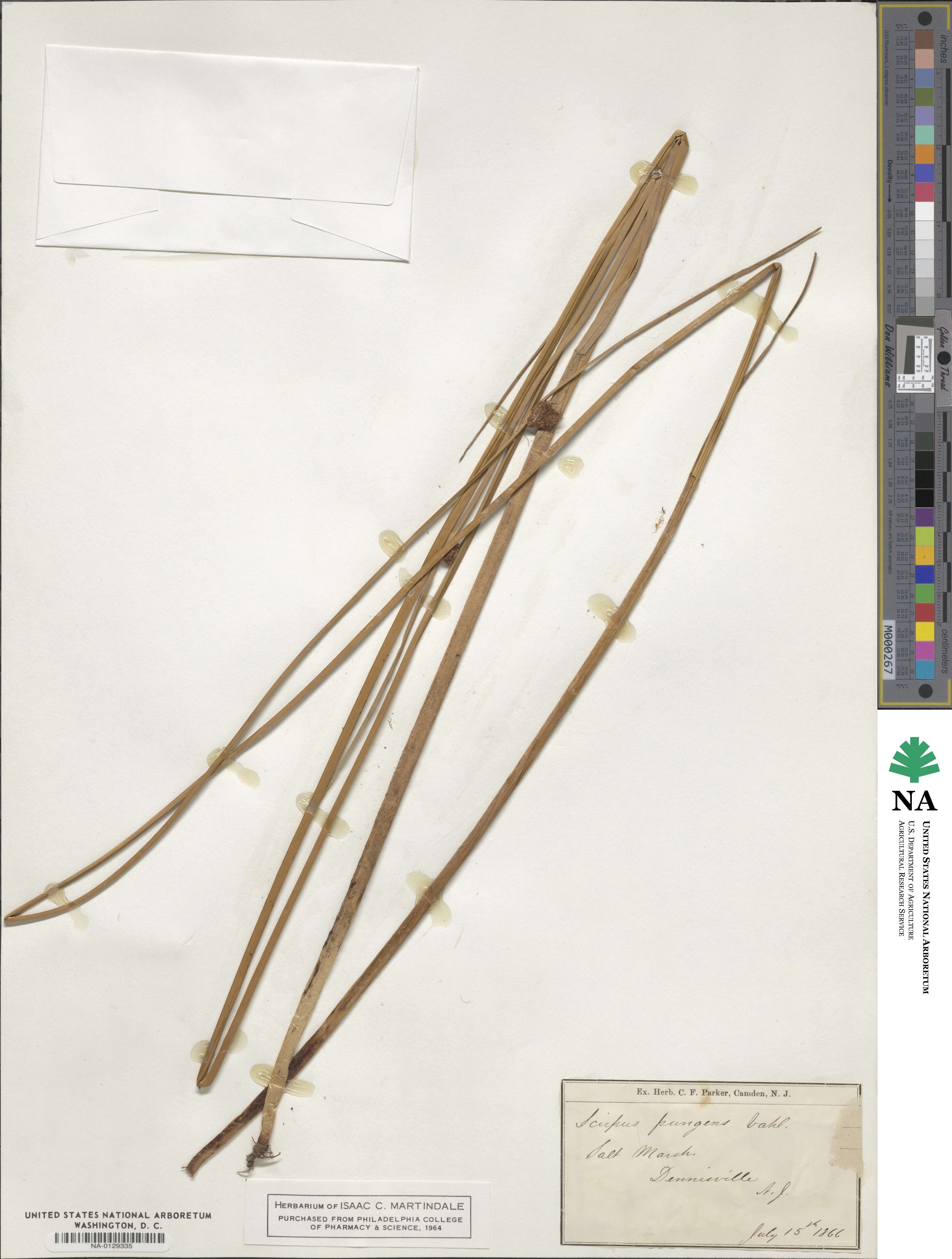 Scirpus pungens image