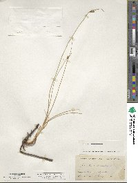 Scirpus pungens image