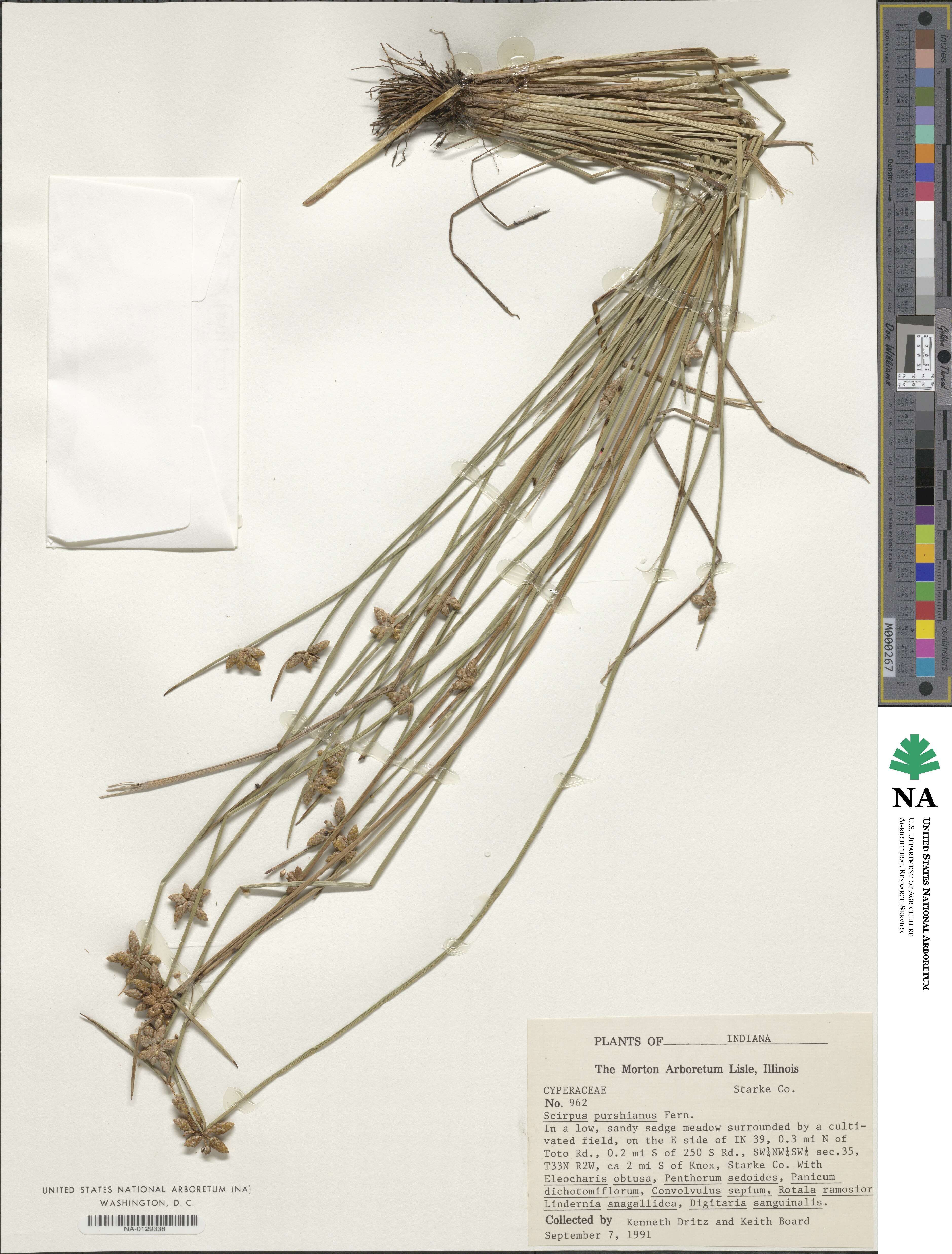 Schoenoplectiella purshiana image