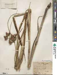 Bolboschoenus robustus image