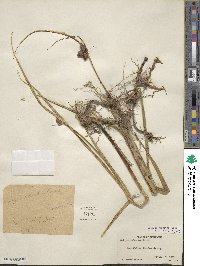 Bolboschoenus robustus image