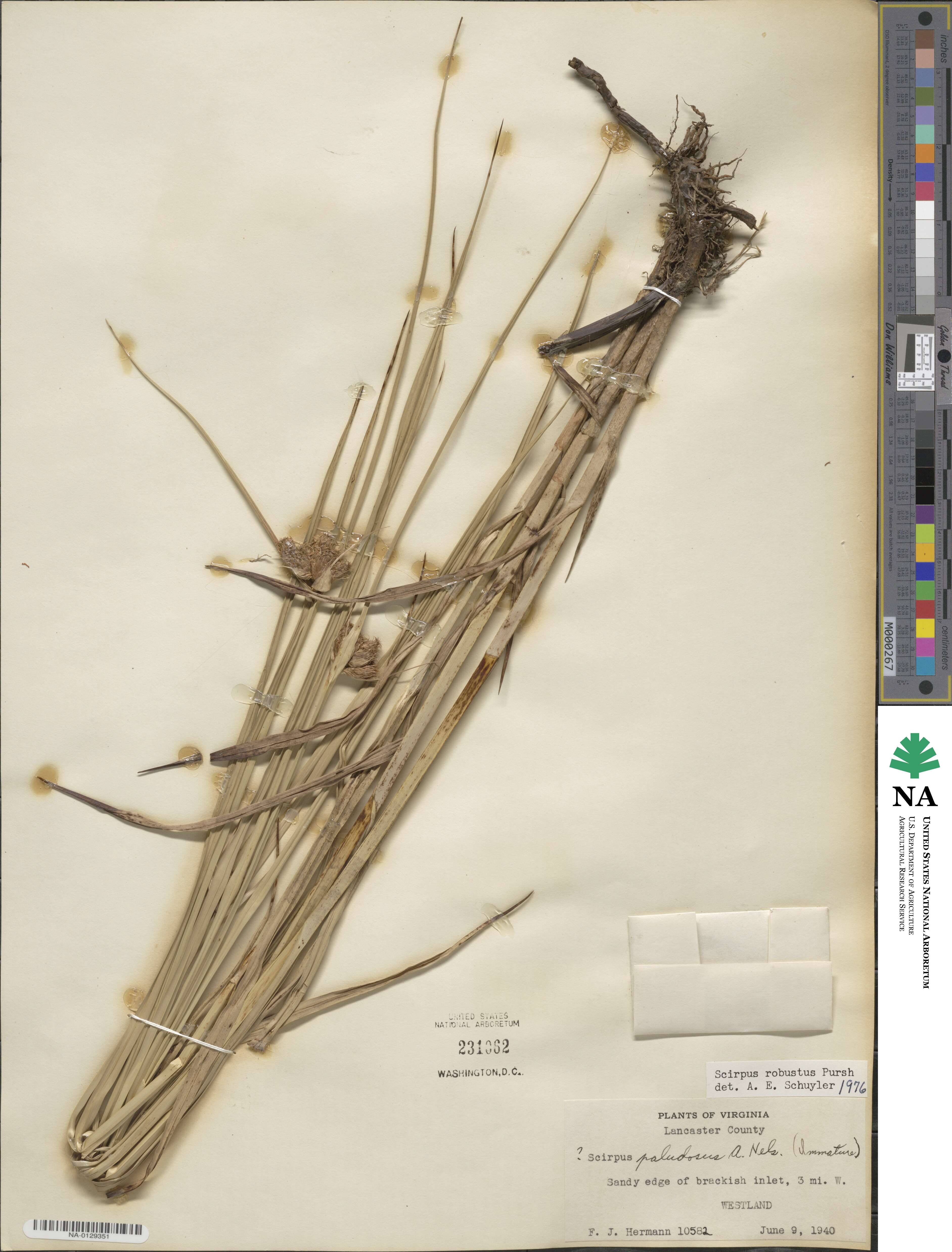 Bolboschoenus robustus image