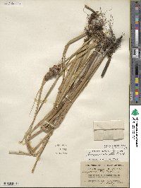 Bolboschoenus robustus image