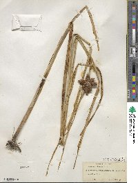 Bolboschoenus robustus image