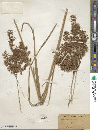 Scirpus cyperinus image