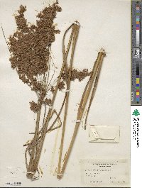 Scirpus cyperinus image