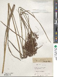 Scirpus cyperinus image