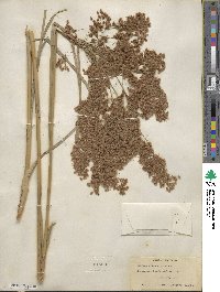 Scirpus cyperinus image