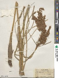 Scirpus cyperinus image