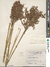 Scirpus cyperinus image