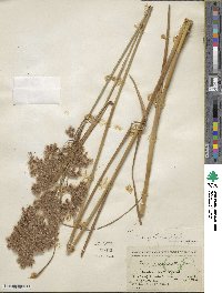 Scirpus cyperinus image