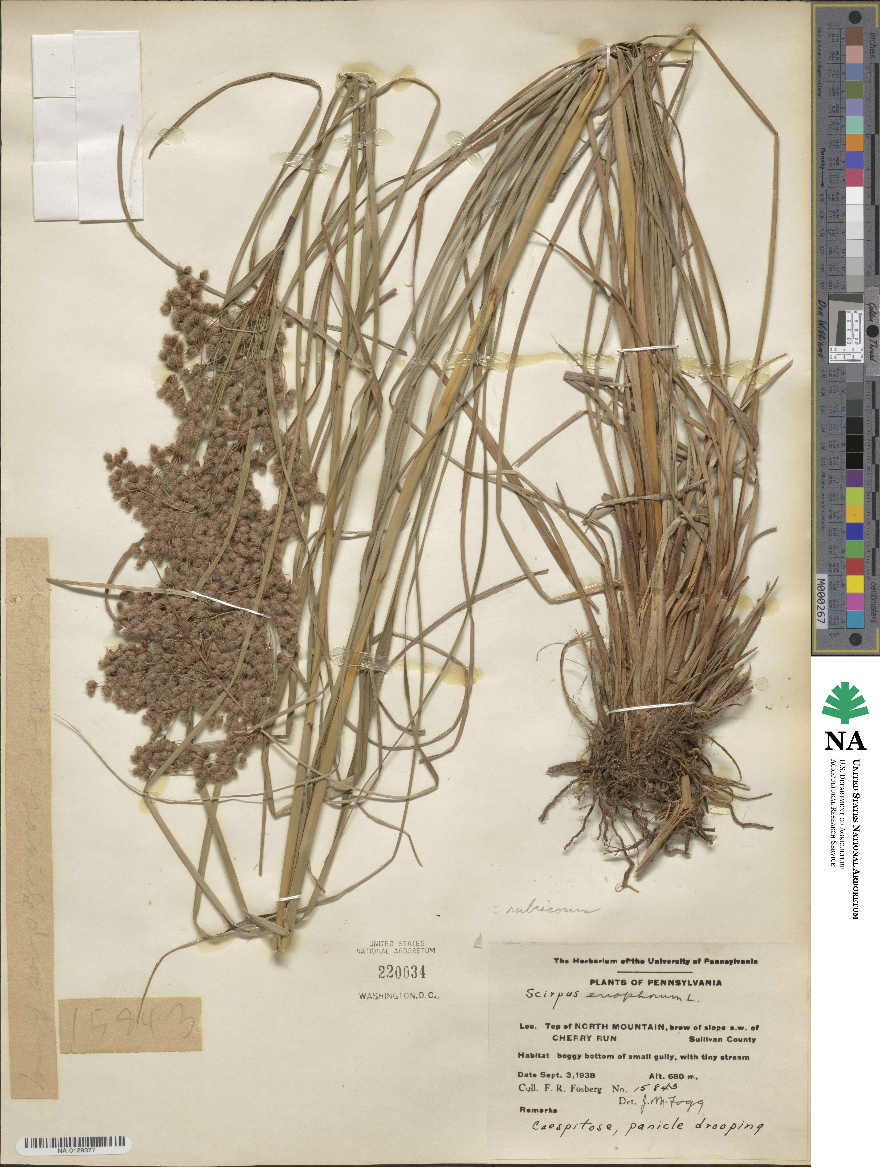 Scirpus cyperinus image