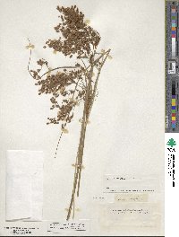 Scirpus cyperinus image