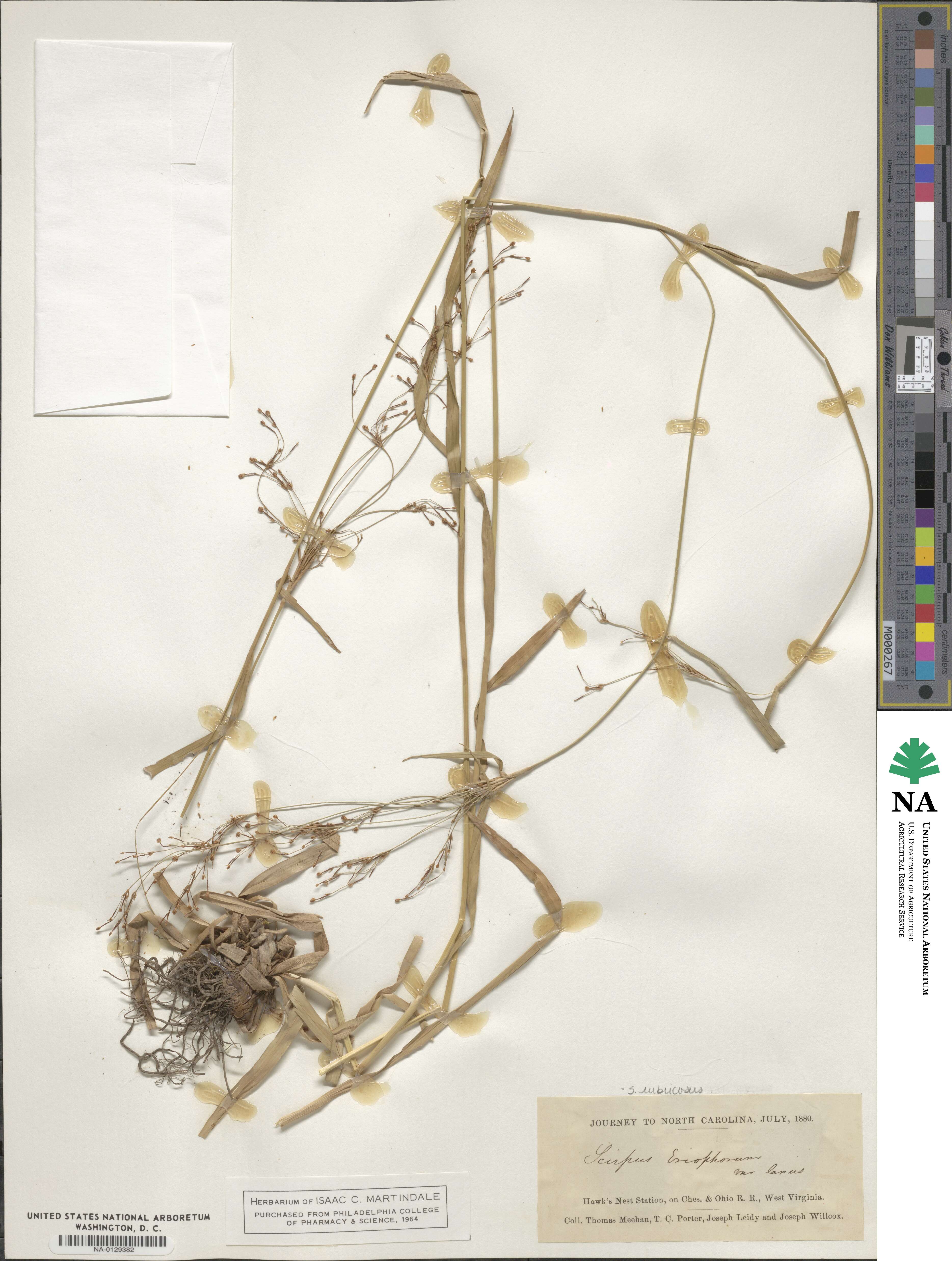 Scirpus cyperinus image